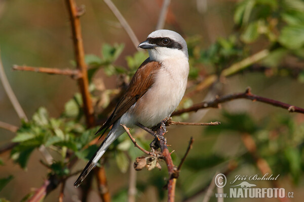 Neuntöter (Lanius collurio)