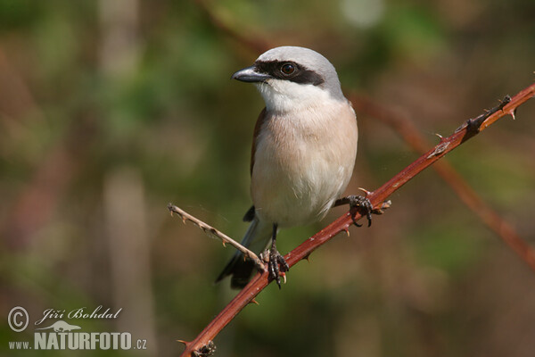 Neuntöter (Lanius collurio)