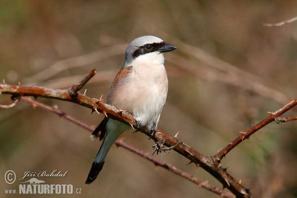 Neuntöter (Lanius collurio)