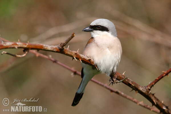 Neuntöter (Lanius collurio)