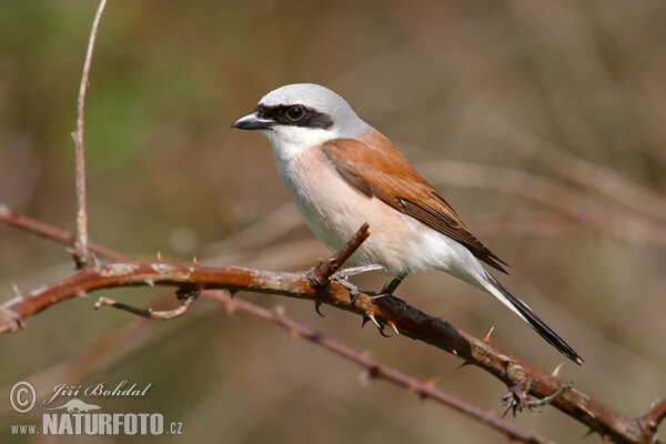 Neuntöter (Lanius collurio)