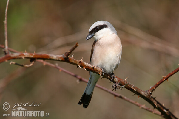 Neuntöter (Lanius collurio)