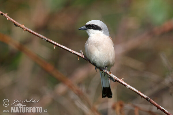 Neuntöter (Lanius collurio)