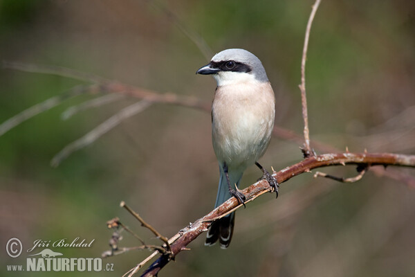 Neuntöter (Lanius collurio)