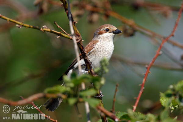 Neuntöter (Lanius collurio)