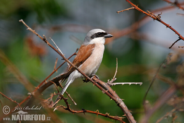 Neuntöter (Lanius collurio)