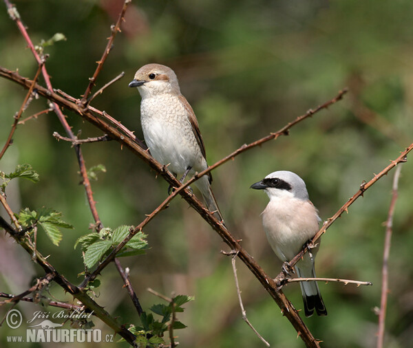 Neuntöter (Lanius collurio)