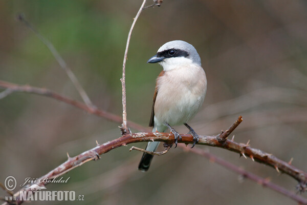 Neuntöter (Lanius collurio)