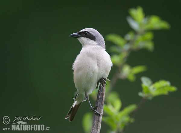 Neuntöter (Lanius collurio)