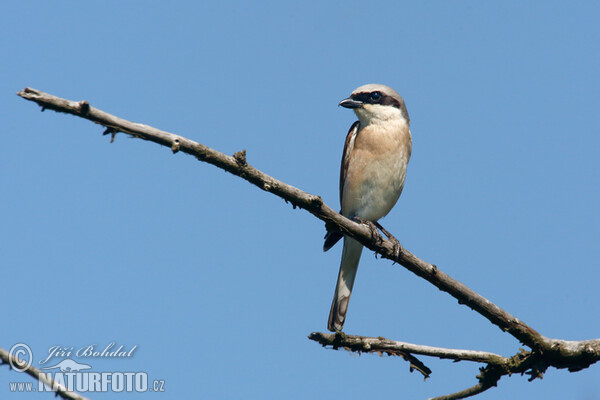 Neuntöter (Lanius collurio)