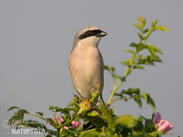 Neuntöter (Lanius collurio)