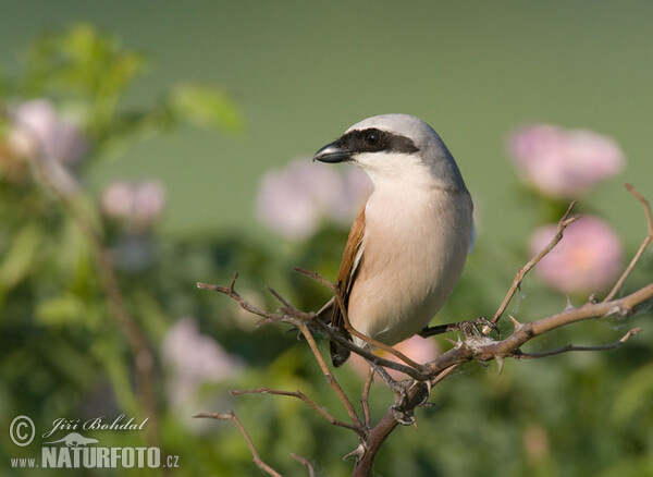 Neuntöter (Lanius collurio)