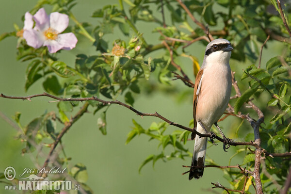 Neuntöter (Lanius collurio)