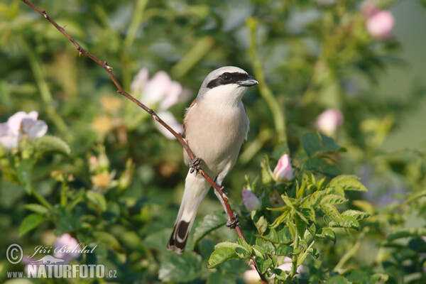 Neuntöter (Lanius collurio)