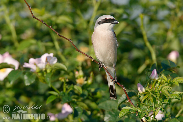 Neuntöter (Lanius collurio)