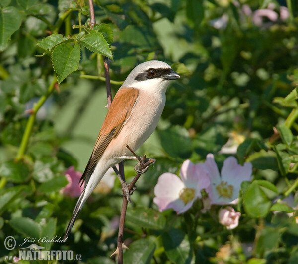 Neuntöter (Lanius collurio)