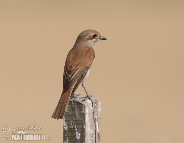 Neuntöter (Lanius collurio)