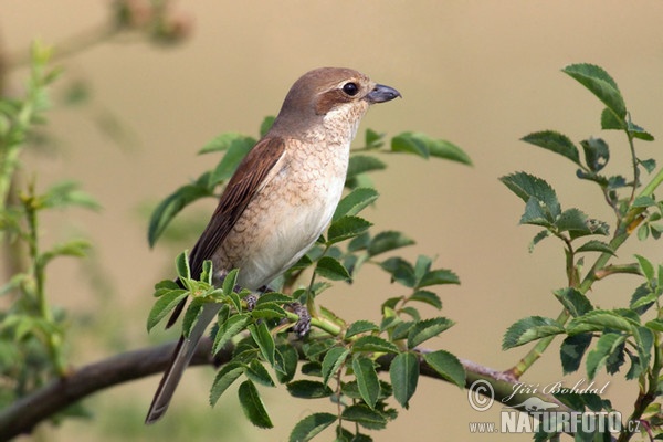 Neuntöter (Lanius collurio)