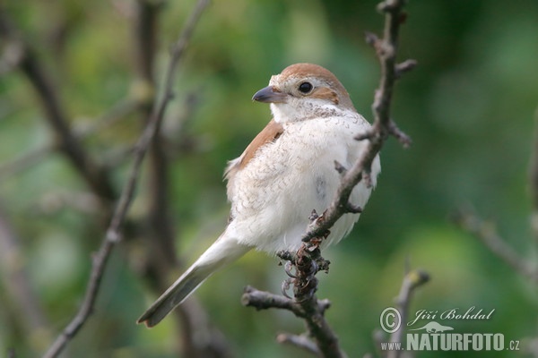 Neuntöter (Lanius collurio)