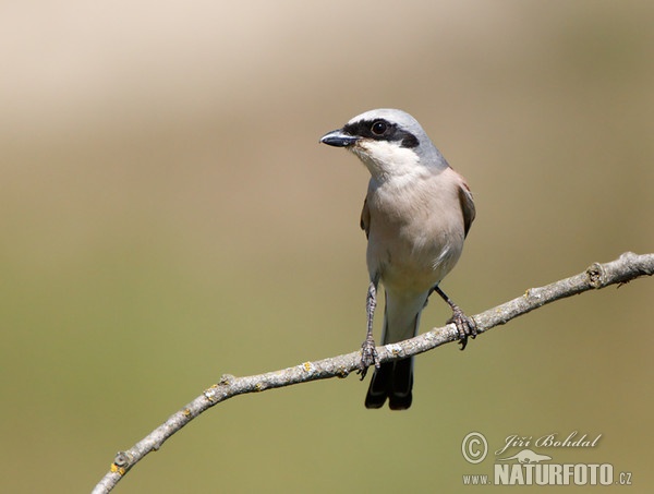 Neuntöter (Lanius collurio)