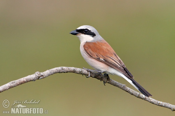 Neuntöter (Lanius collurio)