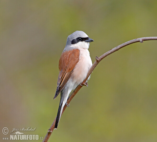 Neuntöter (Lanius collurio)