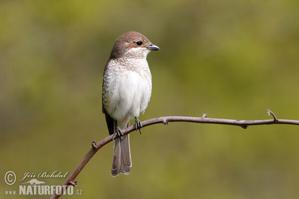 Neuntöter (Lanius collurio)