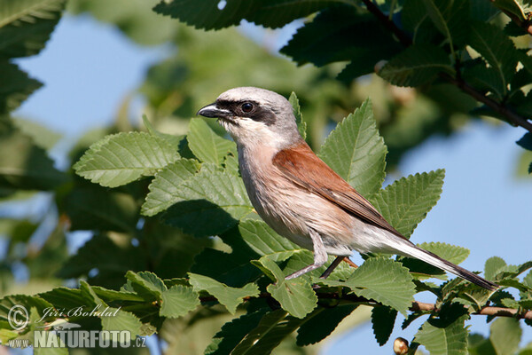 Neuntöter (Lanius collurio)