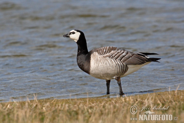 Nonnengans (Branta leucopsis)