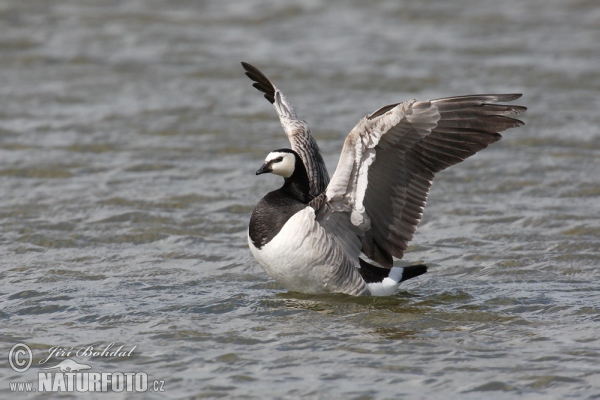 Nonnengans (Branta leucopsis)