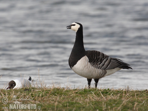 Nonnengans (Branta leucopsis)