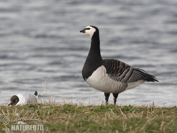 Nonnengans (Branta leucopsis)