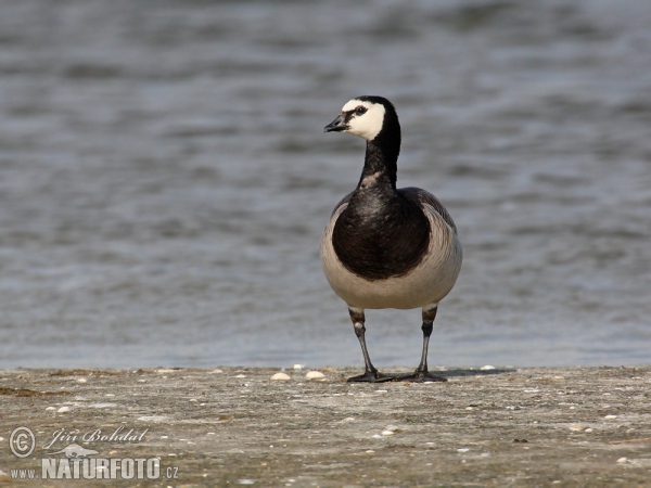 Nonnengans (Branta leucopsis)