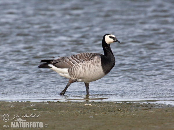 Nonnengans (Branta leucopsis)