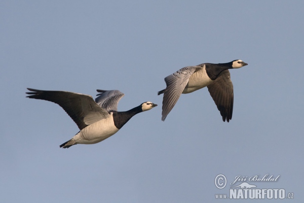 Nonnengans (Branta leucopsis)