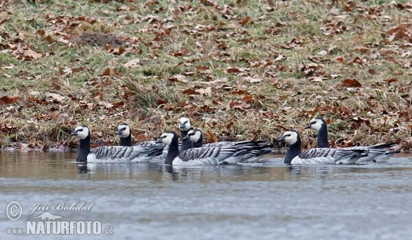 Nonnengans (Branta leucopsis)