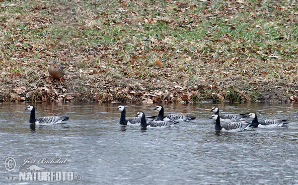 Nonnengans (Branta leucopsis)