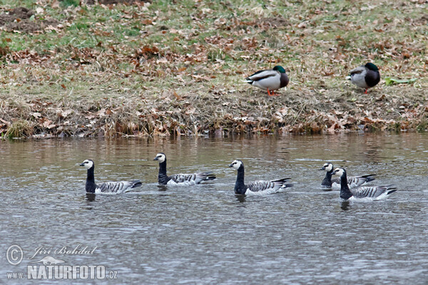 Nonnengans (Branta leucopsis)