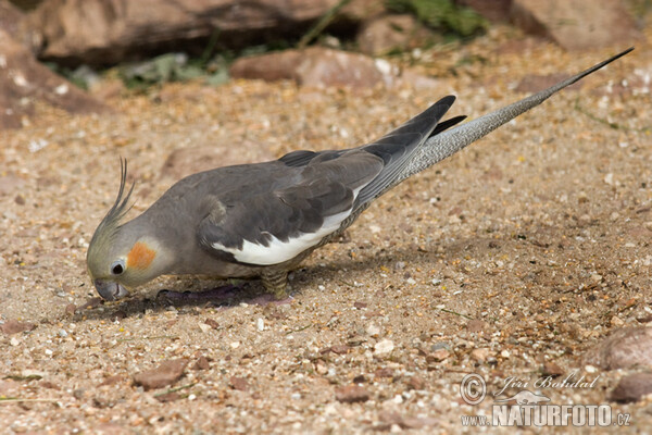 Nymphensittich (Nymphicus hollandicus)