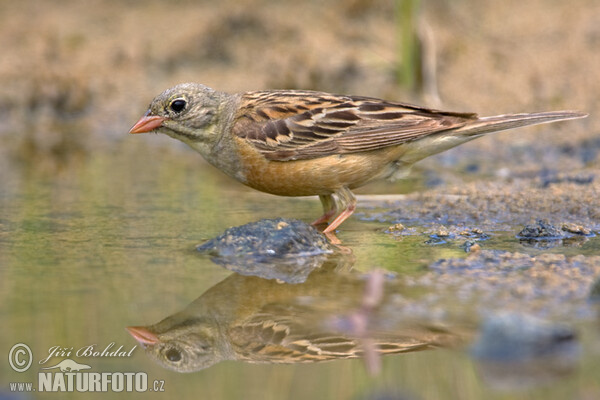 Ortolan (Emberiza hortulana)