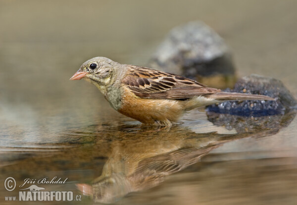 Ortolan (Emberiza hortulana)