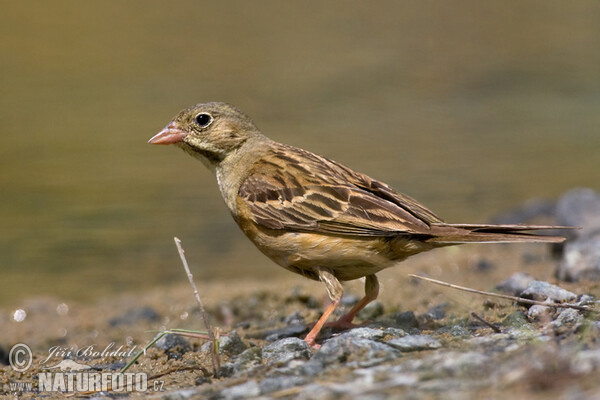 Ortolan (Emberiza hortulana)