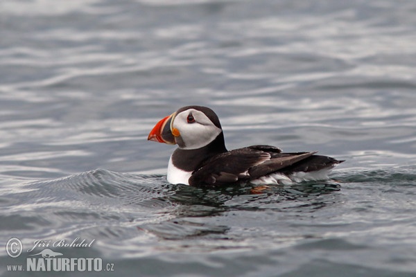 Papageitaucher (Fratercula arctica)