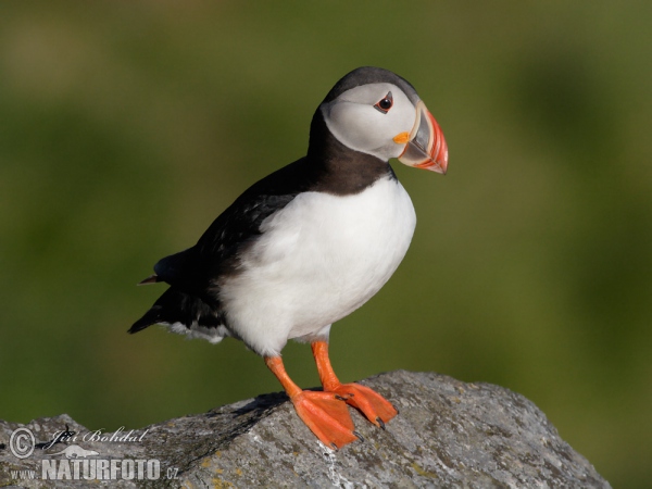 Papageitaucher (Fratercula arctica)