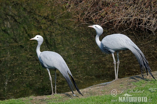 Paradieskranich (Anthropoides paradisea)