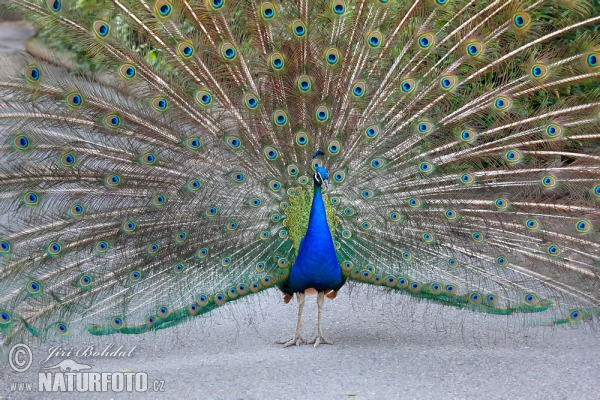 Pfau (Pavo cristatus)