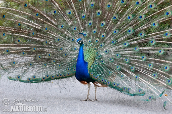 Pfau (Pavo cristatus)