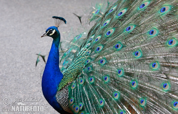 Pfau (Pavo cristatus)