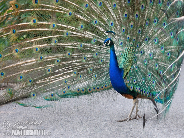 Pfau (Pavo cristatus)