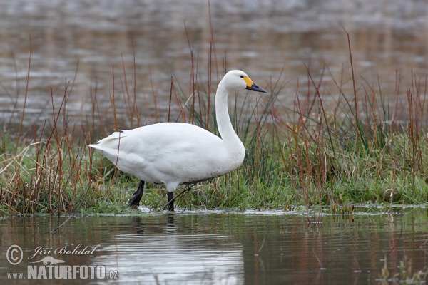 Pfeifschwan (Cygnus columbianus)